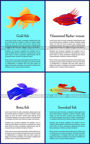 Gold betta and swordtail fishes with filamented flasher wrasse colorful banners isolated on white background vector illustration of marine inhabitants. Gold Betta and Swordtail Fishes Colorful Banners. Стоковая иллюстрация, агентство Ingram Publishing / Фотобанк Лори