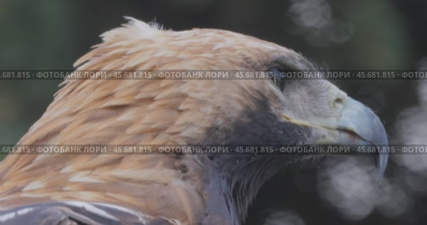 Golden eagle (Aquila chrysaetos) is a bird of prey living in the Northern Hemisphere. It is the most widely distributed species of eagle. Like all eagles, it belongs to the family Accipitridae. Стоковое видео, видеограф Андрей Армягов / Фотобанк Лори