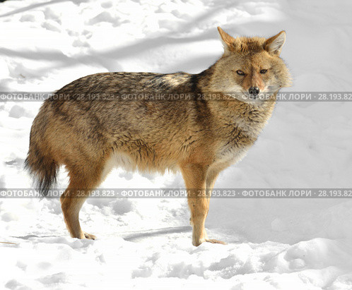 Golden jackal (Canis aureus) in winter. Стоковое фото, фотограф Валерия Попова / Фотобанк Лори