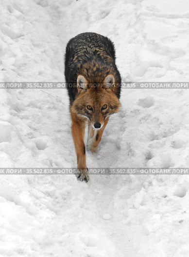 Golden jackal (Canis aureus) runs on snow in winter. Стоковое фото, фотограф Валерия Попова / Фотобанк Лори