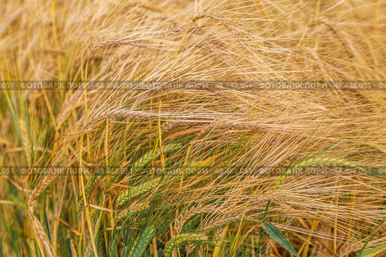 Golden triticale ear close-up in the field. Стоковое фото, фотограф Ольга Сейфутдинова / Фотобанк Лори