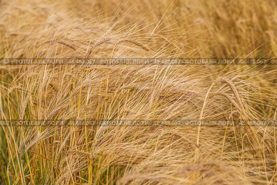 Golden triticale ear close-up in the field. Стоковое фото, фотограф Ольга Сейфутдинова / Фотобанк Лори