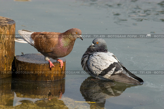 Голубь сизый, Columba livia, Rock Dove. Стоковое фото, фотограф Василий Вишневский / Фотобанк Лори