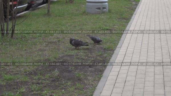 Голубь ухаживает за голубкой. Редакционное видео, видеограф Валерий Иванович Клейменов / Фотобанк Лори