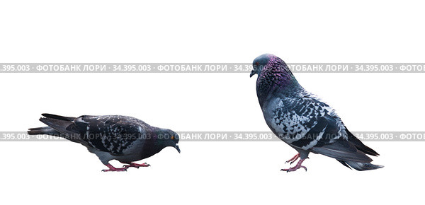 Голуби. Самка и самец. Изолировано на белом фоне. Стоковое фото, фотограф E. O. / Фотобанк Лори