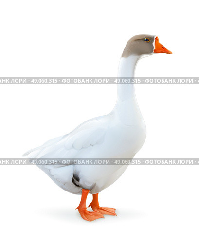Goose, farm animals vector illustration. Стоковая иллюстрация, агентство Ingram Publishing / Фотобанк Лори
