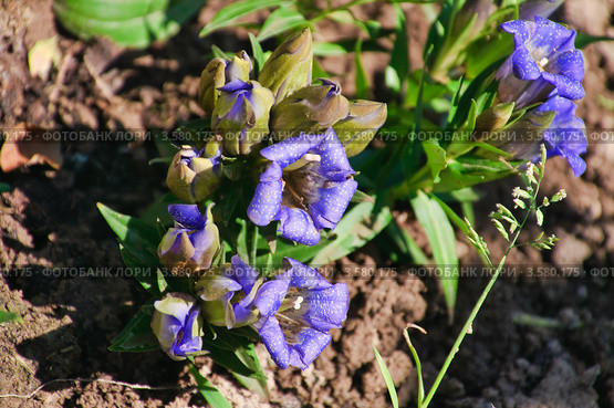Горечавка, или гентиана бесстебельная (Gentiana scabra) Стоковое фото, фотограф Алёшина Оксана / Фотобанк Лори