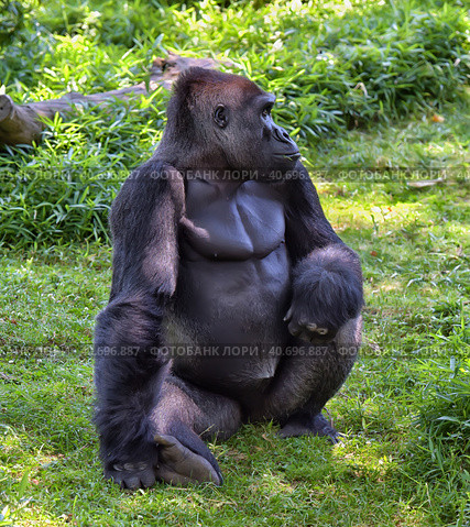 Gorilla in Washington zoo. Стоковое фото, фотограф Анна Кривицкая / Фотобанк Лори