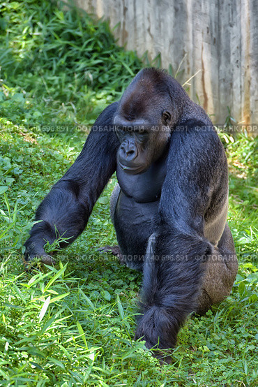 Gorilla in Washington zoo. Стоковое фото, фотограф Анна Кривицкая / Фотобанк Лори