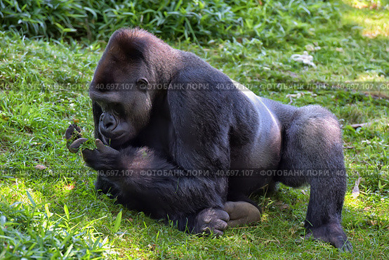 Gorilla in Washington zoo. Стоковое фото, фотограф Анна Кривицкая / Фотобанк Лори