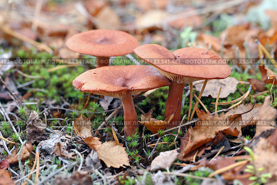 Горькушка, или груздь горький – Lactarius rufus (Fr.). Грибы осенью среди опавших листьев на Ямале. Стоковое фото, фотограф Григорий Писоцкий / Фотобанк Лори