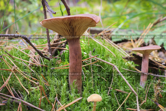 Горькушка (Lactarius rufus), гриб съедобен. Стоковое фото, фотограф Александр Романов / Фотобанк Лори