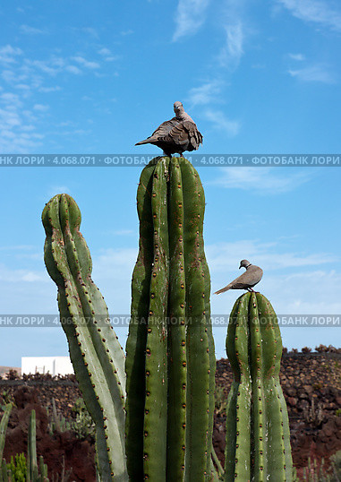 Горлицы на кактусе. Парк кактусов на острове Лансароте (Jardin de Cactus) (2012 год). Стоковое фото, фотограф Сергей Якуничев / Фотобанк Лори
