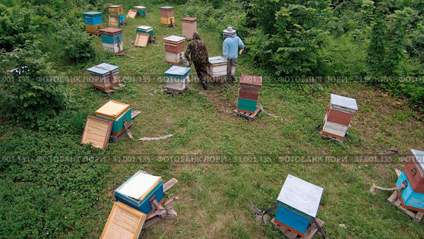 Горная пасека. Пчеловоды за работой. Вид с воздуха. Mountain apiary. Beekeepers at work. Aerial view. Стоковое фото, фотограф Евгений Романов / Фотобанк Лори