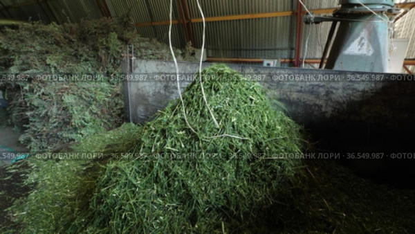 Горный Алтай. Измельчение побегов солянки холмовой (Salsola collina). Grinding of saltwort (Salsola collina) shoots. (2021 год). Редакционное видео, видеограф Евгений Романов / Фотобанк Лори