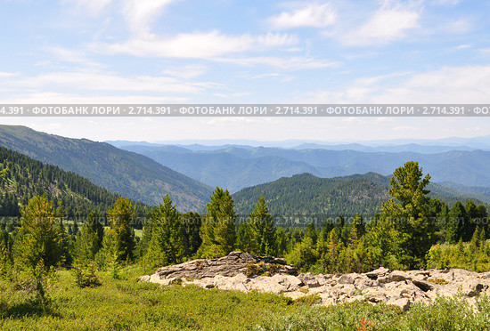 Горный Алтай, каменная осыпь на кромке хвойного леса. Стоковое фото, фотограф Анна Мартынова / Фотобанк Лори