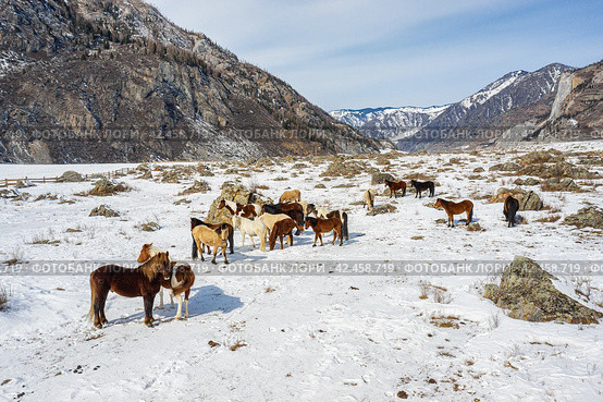 Горный Алтай, лошади на горном пастбище. Вид с воздуха. Altai Mountains, horses on a mountain pasture. Aerial view. Стоковое фото, фотограф Евгений Романов / Фотобанк Лори