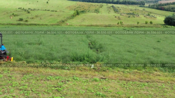 Горный Алтай. Механизированная уборка солянки холмовой (Salsola collina). Вид с воздуха. Altai mountains. Harvesting saltwort (Salsola collina) with a tractor. Aerial view. Стоковое видео, видеограф Евгений Романов / Фотобанк Лори
