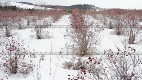 Горный Алтай, плантации калины зимой. Вид с воздуха. Altai mountains, viburnum plantations in winter. Aerial view. Стоковое видео, видеограф Евгений Романов / Фотобанк Лори
