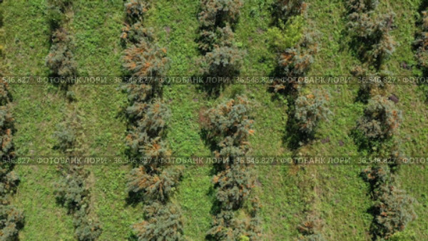 Горный Алтай. Плантации облепихи осенью. Вид с воздуха. Altai mountains. Sea-buckthorn plantations in autumn. Aerial view. Стоковое видео, видеограф Евгений Романов / Фотобанк Лори