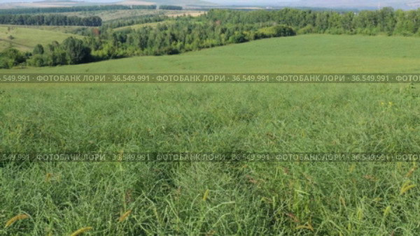 Горный Алтай. Поле солянки холмовой (Salsola collina). Вид с воздуха. Altai mountains. Field of saltwort (Salsola collina). Aerial view. Стоковое видео, видеограф Евгений Романов / Фотобанк Лори