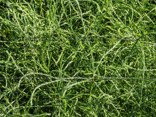 Горный Алтай. Поле солянки холмовой (Salsola collina). Altai mountains. Field of saltwort (Salsola collina). Стоковое фото, фотограф Евгений Романов / Фотобанк Лори