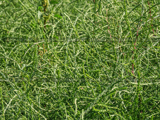 Горный Алтай. Поле солянки холмовой (Salsola collina). Altai mountains. Field of saltwort (Salsola collina). Стоковое фото, фотограф Евгений Романов / Фотобанк Лори