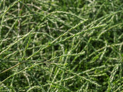 Горный Алтай. Поле солянки холмовой (Salsola collina). Altai mountains. Field of saltwort (Salsola collina). Стоковое фото, фотограф Евгений Романов / Фотобанк Лори