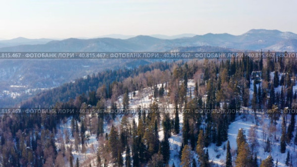 Горный Алтай зимой: лес на берегу Телецкого озера. Вид с воздуха. Altai mountains in winter: forest on the shores of Teletskoye Lake. Aerial view. Стоковое видео, видеограф Евгений Романов / Фотобанк Лори