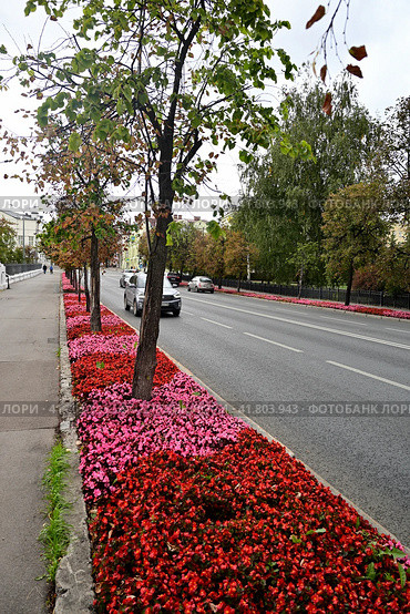 Город Казань. Клумбы с цветами на улице Лобачевского (2023 год). Стоковое фото, фотограф Александр Тараканов / Фотобанк Лори