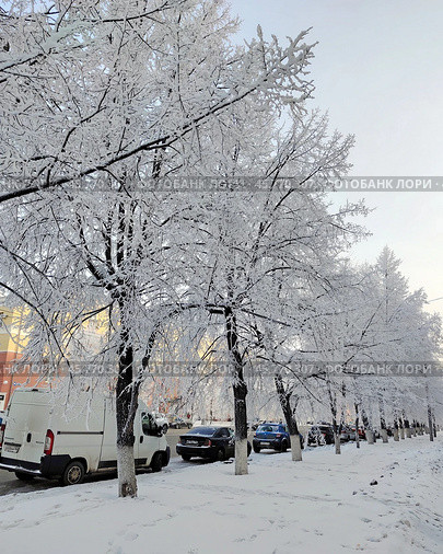 Город Кемерово. Деревья в инее на городской улице. Редакционное фото, фотограф Цибаев Алексей / Фотобанк Лори