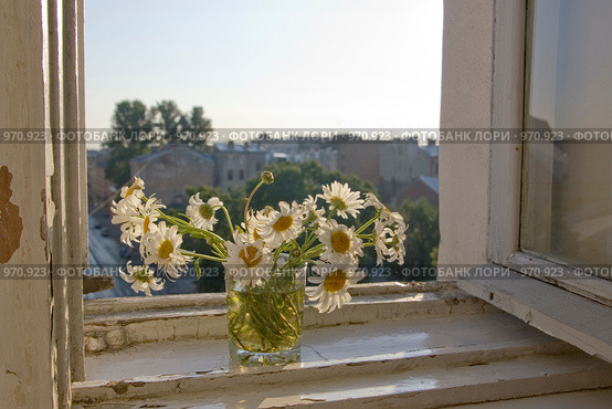 Городские цветы. Стоковое фото, фотограф Илюхина Наталья / Фотобанк Лори