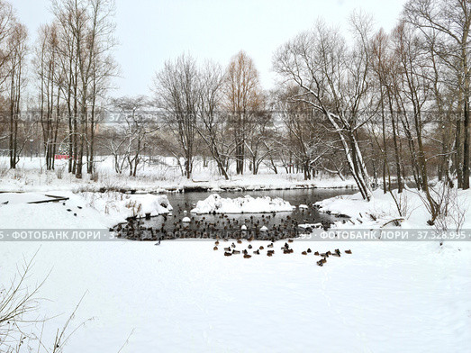 Городские утки зимуют на реке в черте города. Стоковое фото, фотограф Мила Демидова / Фотобанк Лори