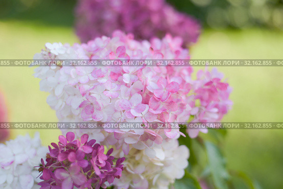Гортензия метельчатая. Hydrangea paniculata. Стоковое фото, фотограф Ирина Носова / Фотобанк Лори