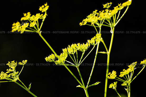 Goutweed (Aegopodium podagraria) flower in the garden. Стоковое фото, фотограф Евгений Ткачёв / Фотобанк Лори