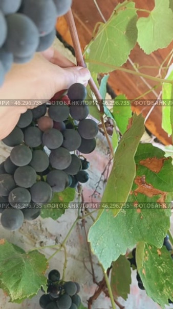 Grape harvest. A woman picks bunches of blue fragrant Isabella grapes from a vine near the wall of a house. Vertical mobile. Стоковое видео, видеограф Коханова Наталья / Фотобанк Лори