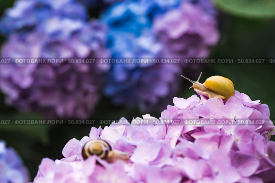 Grape snail (Helix pomatia) on a flowering hydrangea. A garden pest. An edible snail. A terrestrial gastropod mollusk of the Helicidae family. Стоковое фото, фотограф Photojuli / Фотобанк Лори