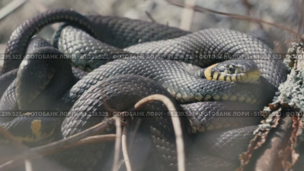 Grass Snakes Warming Together in Spring Sunlight. Стоковое видео, видеограф Dzmitry Astapkovich / Фотобанк Лори