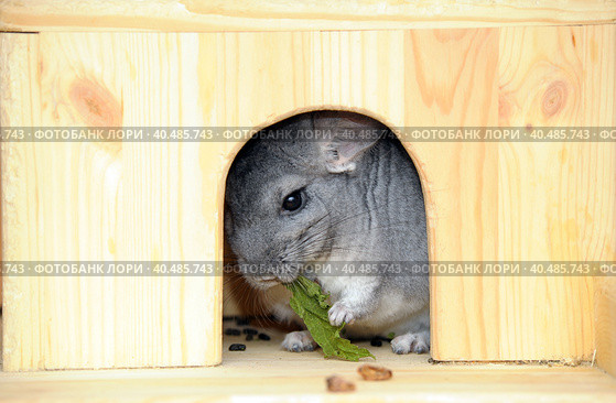 Gray chinchilla. Стоковое фото, фотограф Анна Кривицкая / Фотобанк Лори