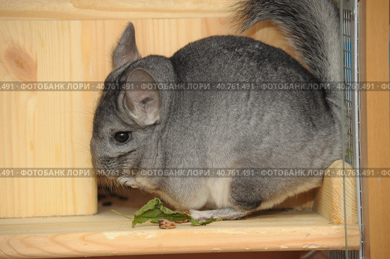 Gray chinchilla. Стоковое фото, фотограф Анна Кривицкая / Фотобанк Лори