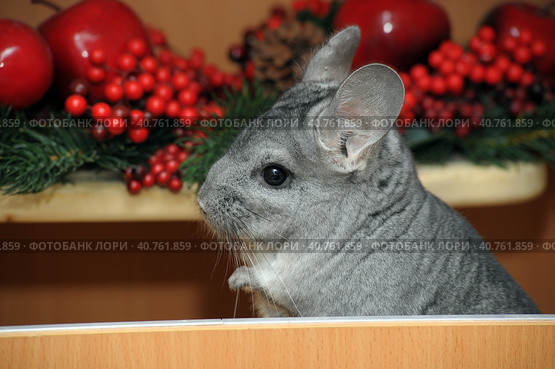 Gray chinchilla. Стоковое фото, фотограф Анна Кривицкая / Фотобанк Лори