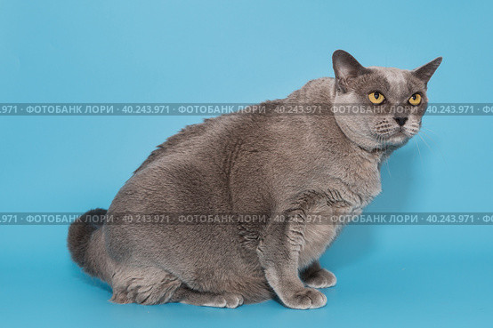 Gray fat cat of the American Burmese side view. Стоковое фото, фотограф Okssi / Фотобанк Лори
