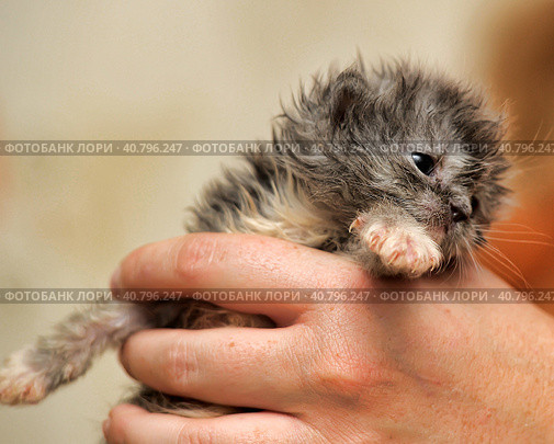 Gray kitten in his hands that just opened his eyes. Стоковое фото, фотограф Анна Кривицкая / Фотобанк Лори