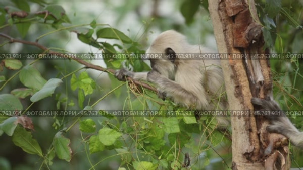 Gray langur (Semnopithecus), also called Hanuman langur is a genus of Old World monkeys native to the Indian subcontinent. Ranthambore National Park Sawai Madhopur Rajasthan India (2021 год). Стоковое видео, видеограф Андрей Армягов / Фотобанк Лори