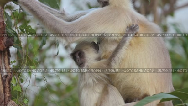 Gray langur (Semnopithecus), also called Hanuman langur is a genus of Old World monkeys native to the Indian subcontinent. Ranthambore National Park Sawai Madhopur Rajasthan India (2019 год). Стоковое видео, видеограф Андрей Армягов / Фотобанк Лори