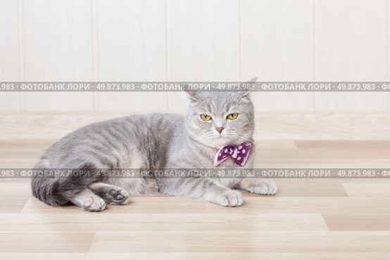 gray striped cat lies on the floor with a beautiful bow at the neck. Стоковое фото, агентство Ingram Publishing / Фотобанк Лори