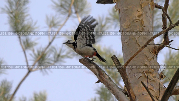 Great spotted woodpecker on a looking for food on a tree. Стоковое фото, фотограф Фотограф / Фотобанк Лори