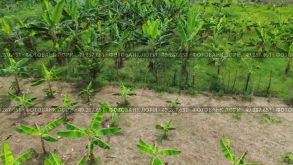 Green Banana Plants Covering Rural Hillside Aerial Footage. Стоковое видео, видеограф ALEJANDRO PEREZ ALVARES / Фотобанк Лори