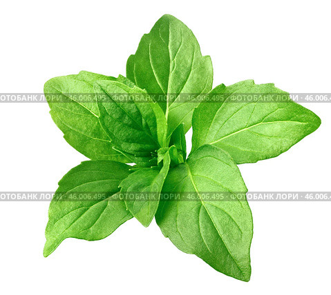 Green basil leaves isolated on white background. Стоковое фото, фотограф Катерина Ковалева / Фотобанк Лори