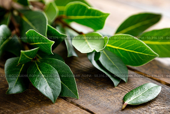 Green bay leaves on wooden background. Laurel leaf. Bay laurel leaves. Стоковое фото, агентство Ingram Publishing / Фотобанк Лори